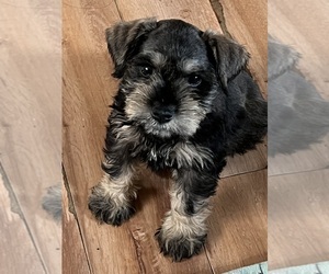 Schnauzer (Miniature) Puppy for sale in SAN PABLO, CA, USA