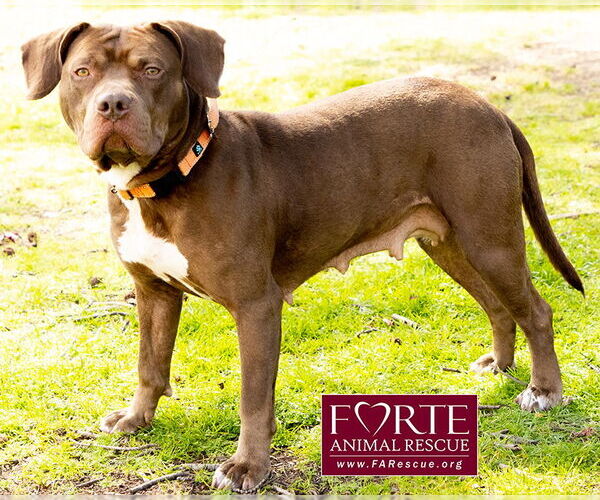 Medium Photo #6 American Staffordshire Terrier-Unknown Mix Puppy For Sale in Marina del Rey, CA, USA