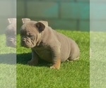 Small #12 English Bulldog
