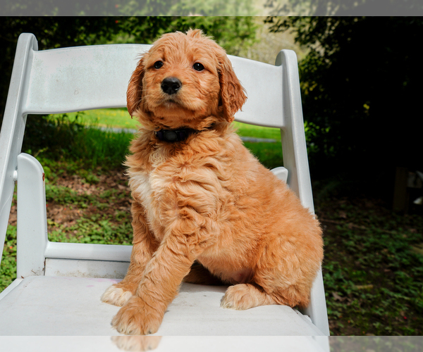 Medium Photo #7 Goldendoodle Puppy For Sale in ASHFORD, WA, USA