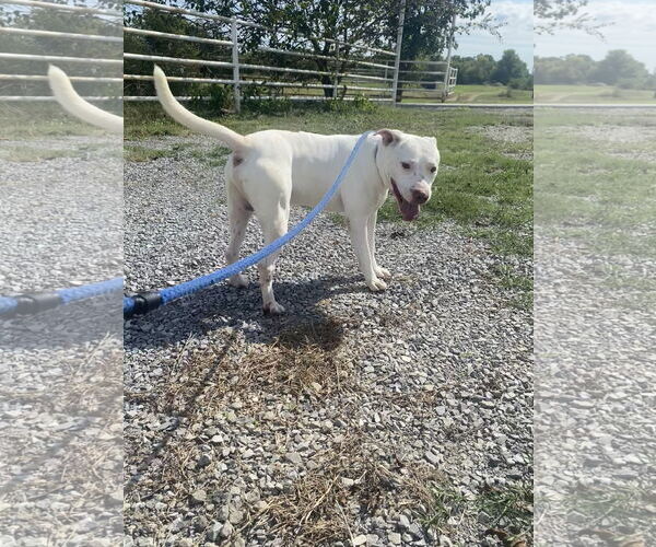 Medium Photo #1 Mutt Puppy For Sale in Pryor, OK, USA