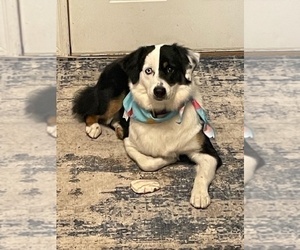 Mother of the Australian Shepherd puppies born on 04/10/2025