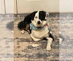 Small Photo #1 Australian Shepherd Puppy For Sale in WEBSTER, FL, USA