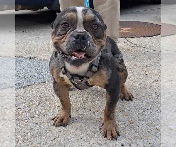 Medium Photo #1 Bulldog Puppy For Sale in Silver Spring, MD, USA