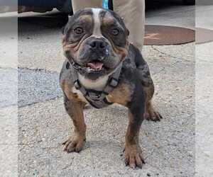 Bulldog Dogs for adoption in Silver Spring, MD, USA