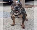 Small Bulldog