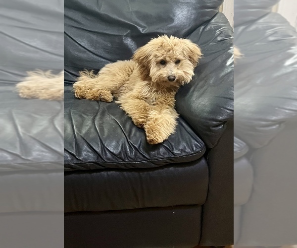 Medium Photo #5 Goldendoodle (Miniature) Puppy For Sale in JEFFERSONVILLE, IN, USA