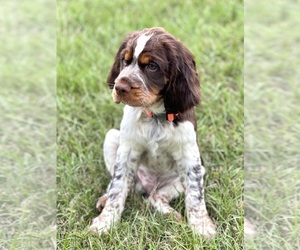 English Springer Spaniel Litter for sale in NEVILS, GA, USA