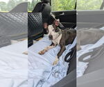 Small #4 American Pit Bull Terrier-American Staffordshire Terrier Mix