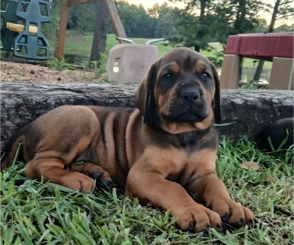 Medium Photo #1 Mastiff Puppy For Sale in BRANTLEY, AL, USA