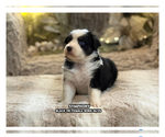 Puppy Symphony Australian Shepherd