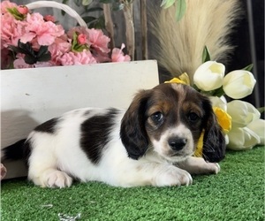 Dachshund Puppy for sale in CANOGA, NY, USA