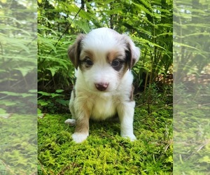 Miniature Australian Shepherd Puppy for sale in SANDOWN, NH, USA