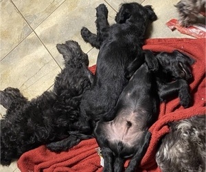 Doodle-Labradoodle Mix Puppy for sale in COLCHESTER, CT, USA
