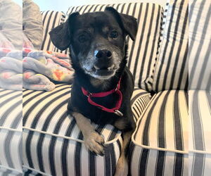 Mutt Dogs for adoption in Philadelphia, PA, USA
