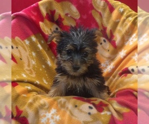 Yorkshire Terrier Puppy for sale in PATERSON, NJ, USA