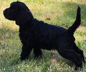 Goldendoodle Puppy for sale in WACO, TX, USA