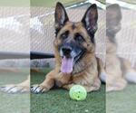 Small #1 German Shepherd Dog