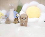 Small #2 Poodle (Toy)