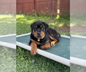 Rottweiler Puppy for sale in HANOVER, PA, USA
