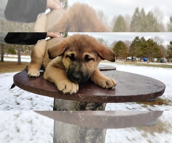 Medium Photo #6 German Shepherd Dog Puppy For Sale in BRAINERD, MN, USA