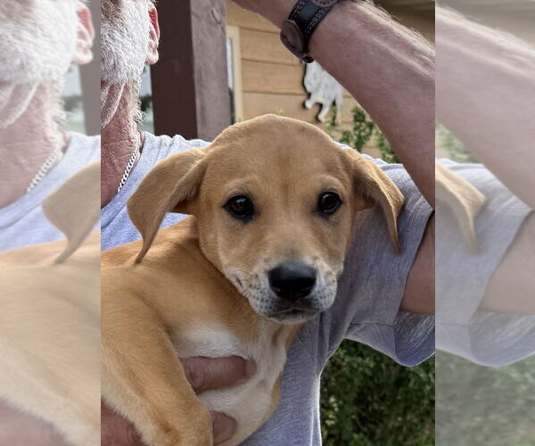 Medium Photo #2 Labrador Retriever-Unknown Mix Puppy For Sale in Bolivar, MO, USA