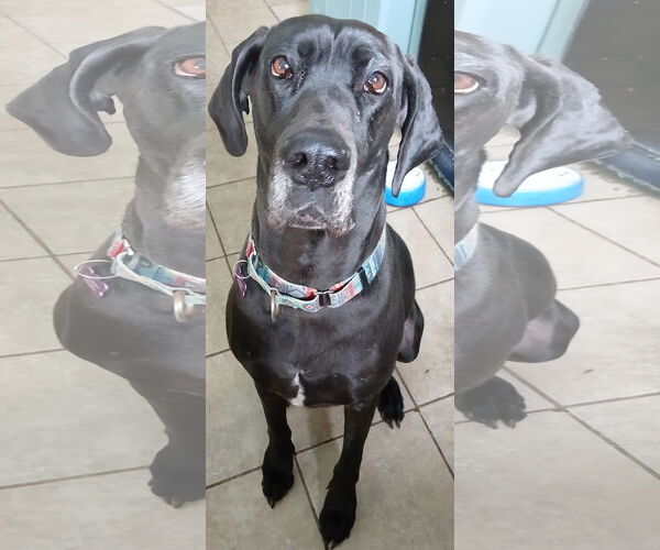 Medium Photo #1 Great Dane Puppy For Sale in Newfoundland, PA, USA