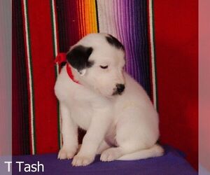 Great Pyrenees Puppy for sale in FLINT, MI, USA