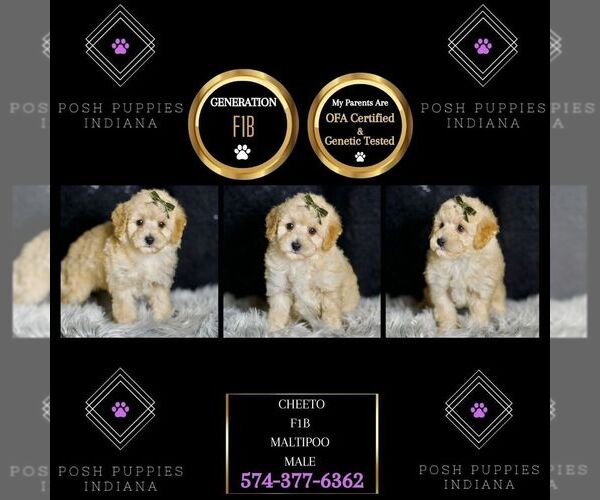 Medium Photo #134 Maltipoo Puppy For Sale in WARSAW, IN, USA