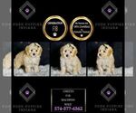 Small Photo #134 Maltipoo Puppy For Sale in WARSAW, IN, USA