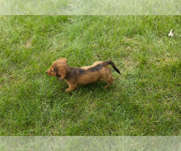 Medium Photo #4 Dachshund Puppy For Sale in MILFORD, IN, USA