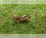 Small #3 Dachshund
