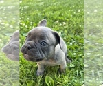 Small Photo #6 French Bulldog Puppy For Sale in WINDSOR, CT, USA
