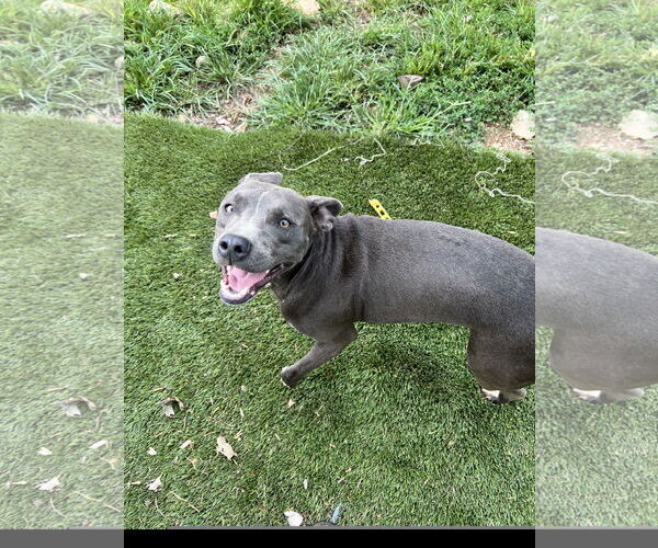 Medium Photo #2 Staffordshire Bull Terrier Puppy For Sale in Tracy City, TN, USA