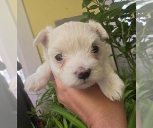Maltese Puppy for Sale in PLACITAS, New Mexico USA