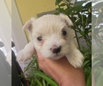Cotton ball - Female Maltese Puppy for Sale - Small photo