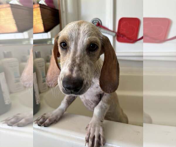 Medium Photo #4 Mutt Puppy For Sale in Turlock, CA, USA
