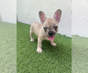 Medium French Bulldog