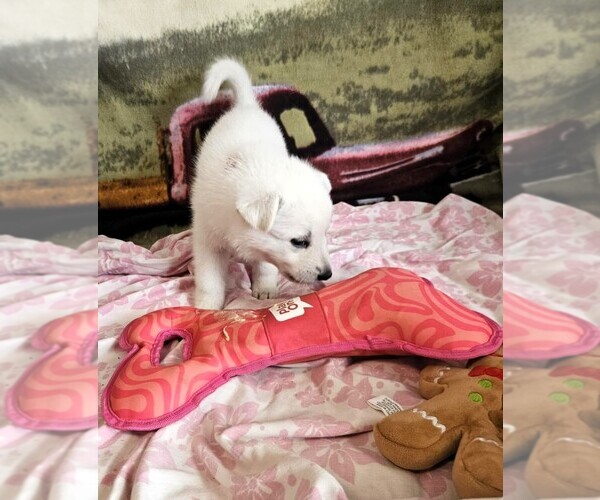 Medium Photo #2 German Shepherd Dog Puppy For Sale in CECILIA, KY, USA