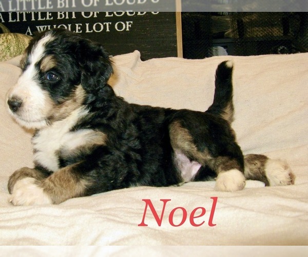 Medium Photo #1 Bernedoodle Puppy For Sale in CLEVER, MO, USA