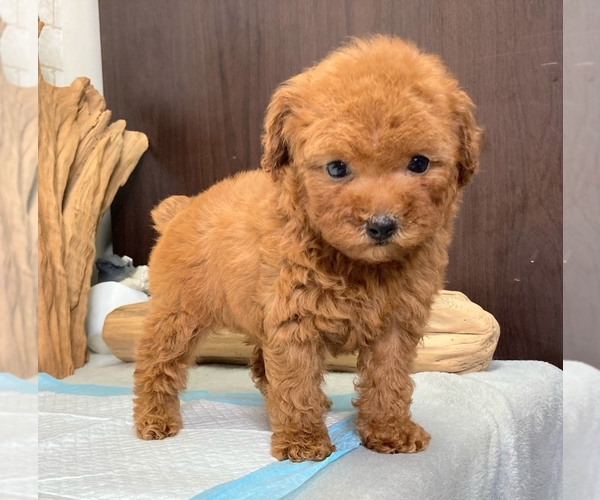 View Ad Poodle (Toy) Puppy for Sale near Washington, SEATTLE, USA. ADN