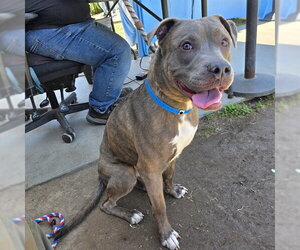Mutt Dogs for adoption in Long Beach, CA, USA