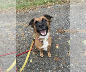 Medium Mountain Cur Mix