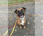 Small Mountain Cur Mix