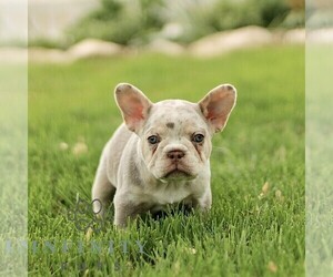 French Bulldog Puppy for sale in RONKS, PA, USA