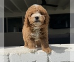 Small #2 Poodle (Miniature)