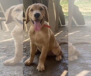Golden Retriever Puppy for sale in BARNHART, MO, USA