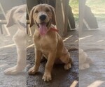 Image preview for Ad Listing. Nickname: Orange Collar