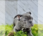 Small Photo #1 French Bulldog Puppy For Sale in LILBURN, GA, USA