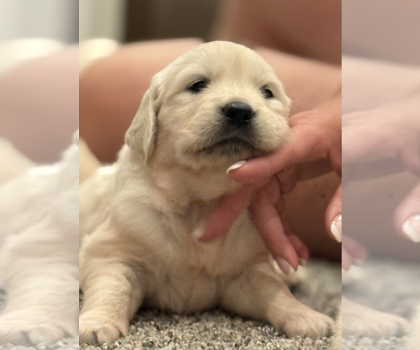 Medium Photo #4 English Cream Golden Retriever Puppy For Sale in BYRON CENTER, MI, USA